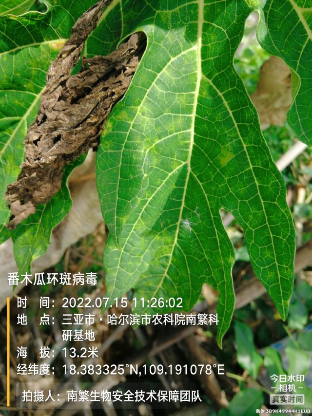 番木瓜环斑病毒