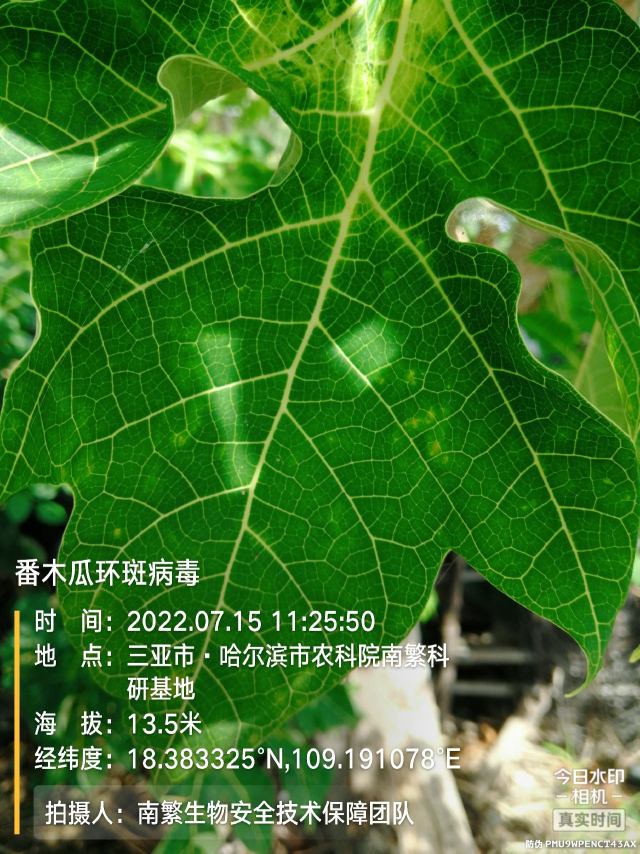 番木瓜环斑病毒