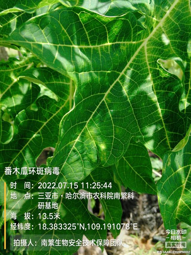 番木瓜环斑病毒