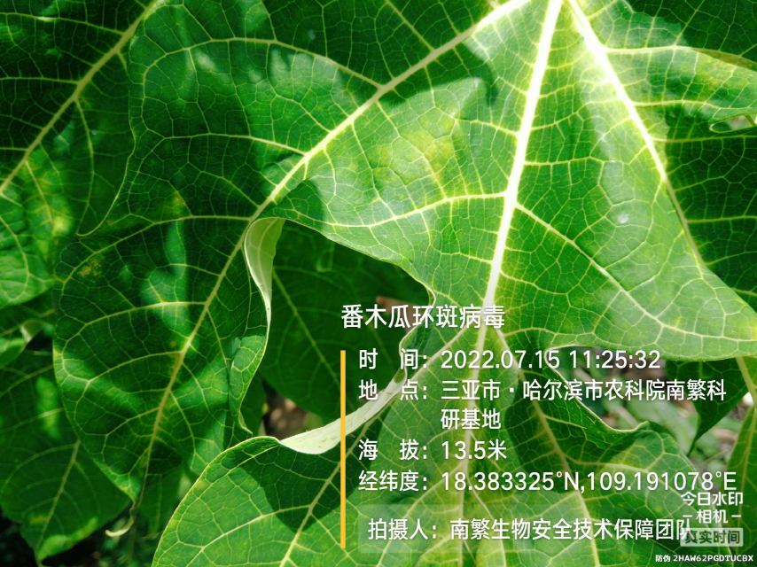 番木瓜环斑病毒