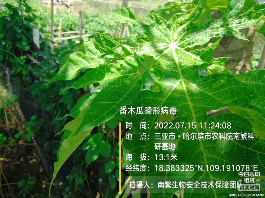 番木瓜畸形病毒