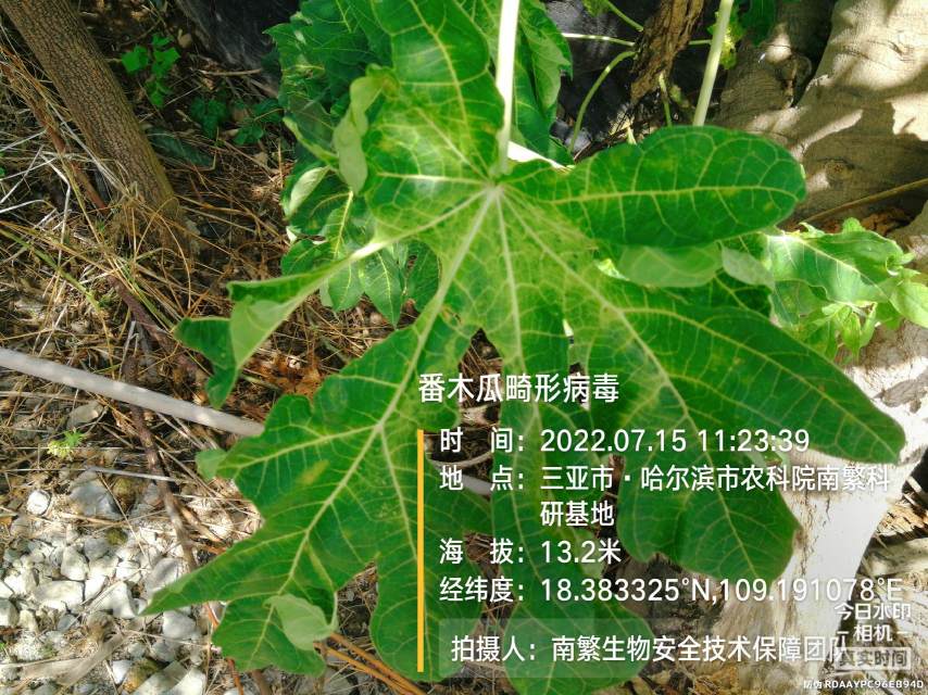 番木瓜畸形病毒