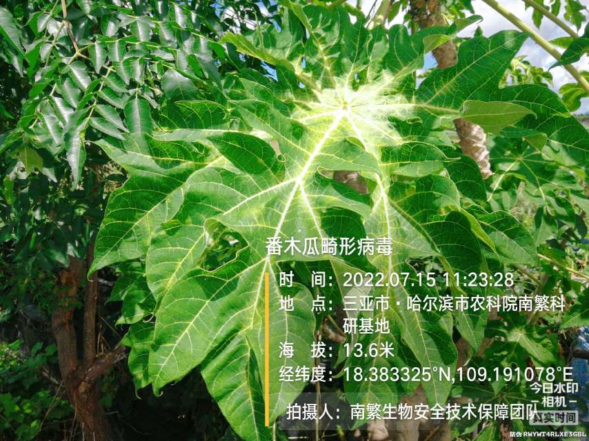 番木瓜畸形病毒