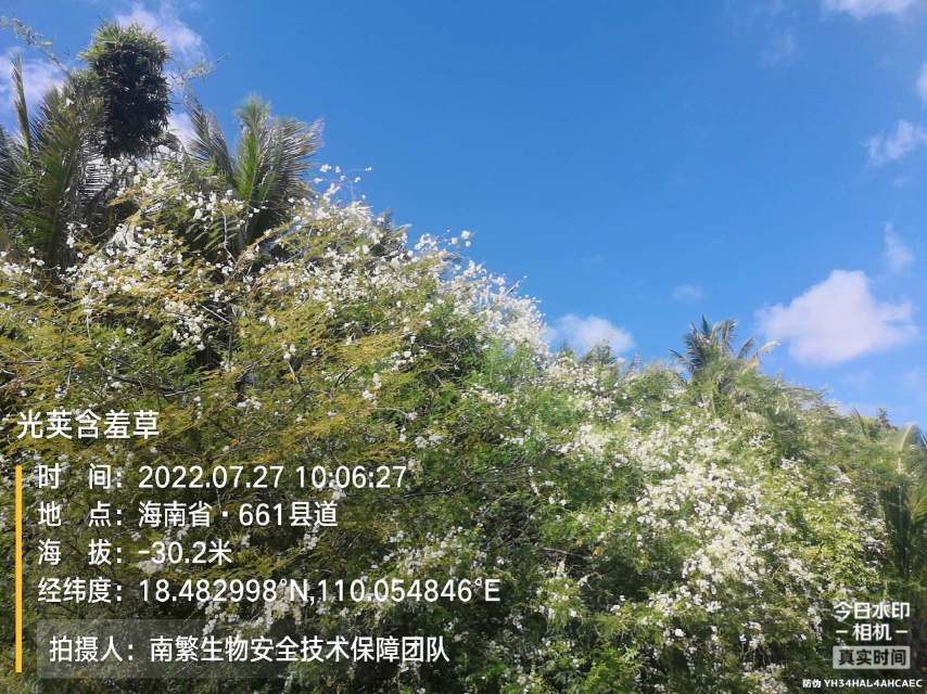 光荚含羞草