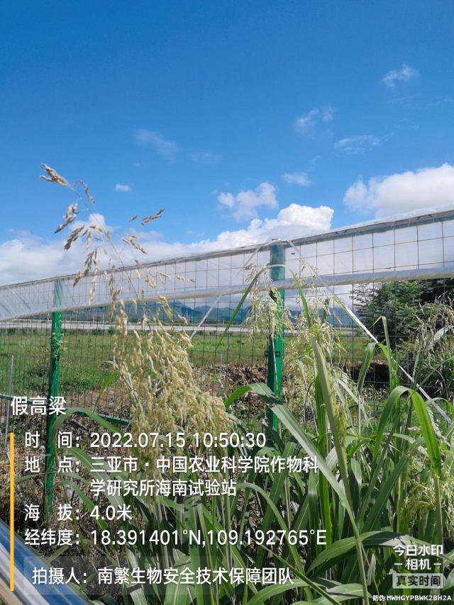 假高粱
