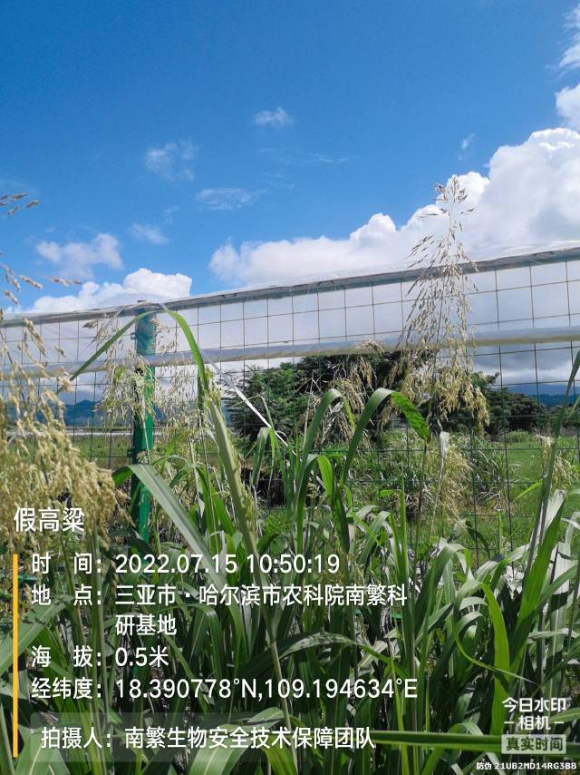 假高粱