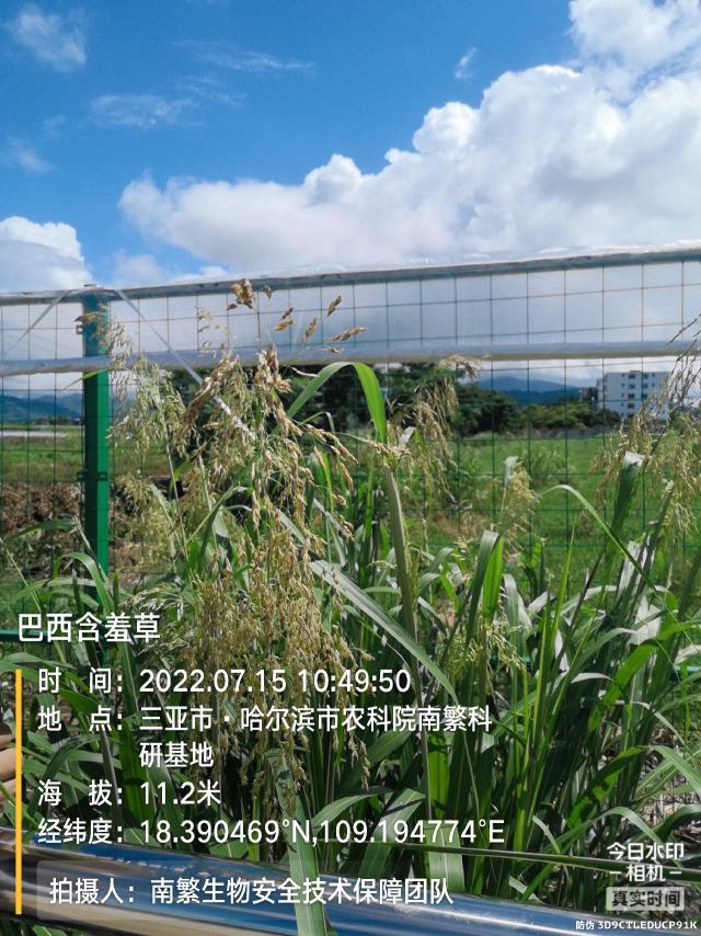 巴西含羞草
