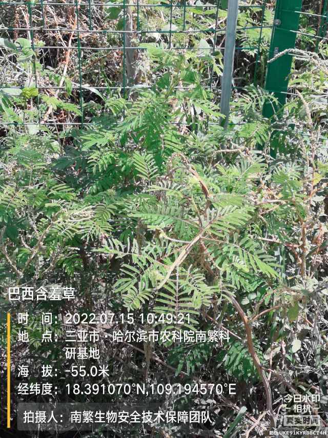 巴西含羞草