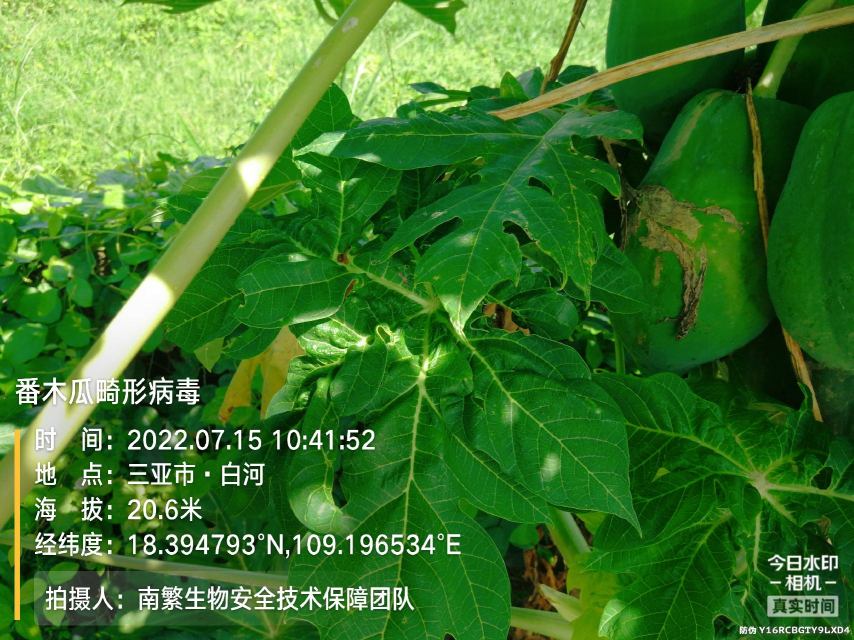 番木瓜畸形病毒