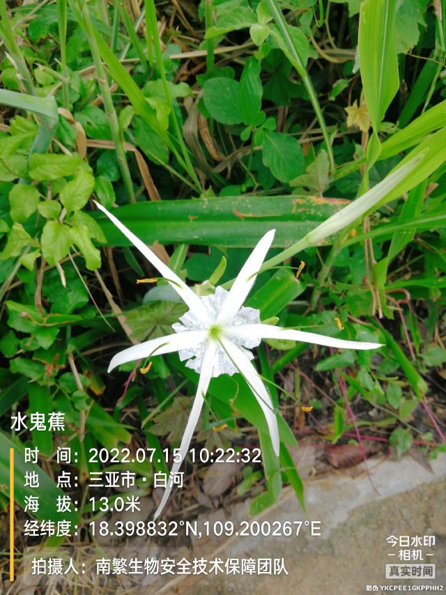 水鬼蕉