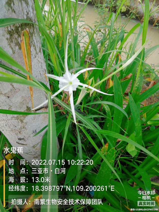 水鬼蕉