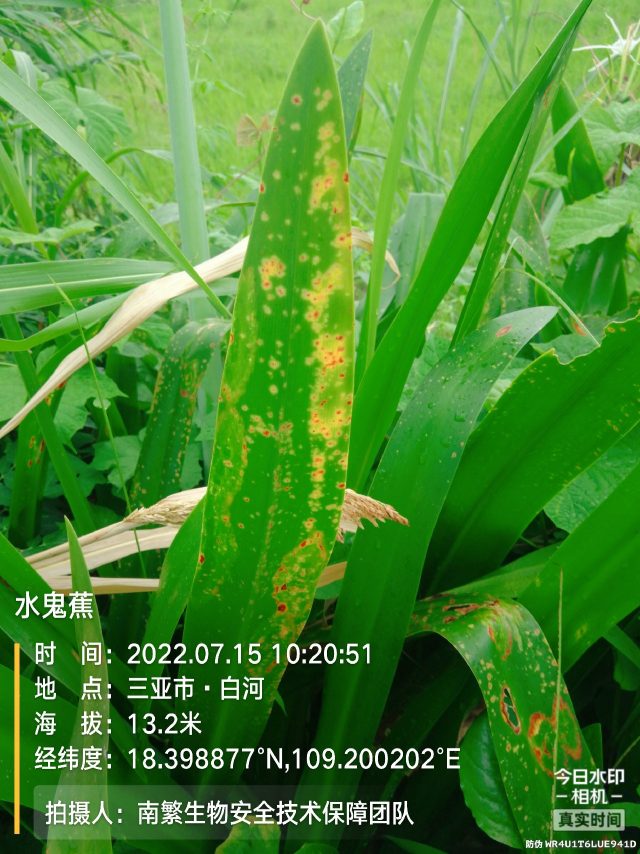 水鬼蕉