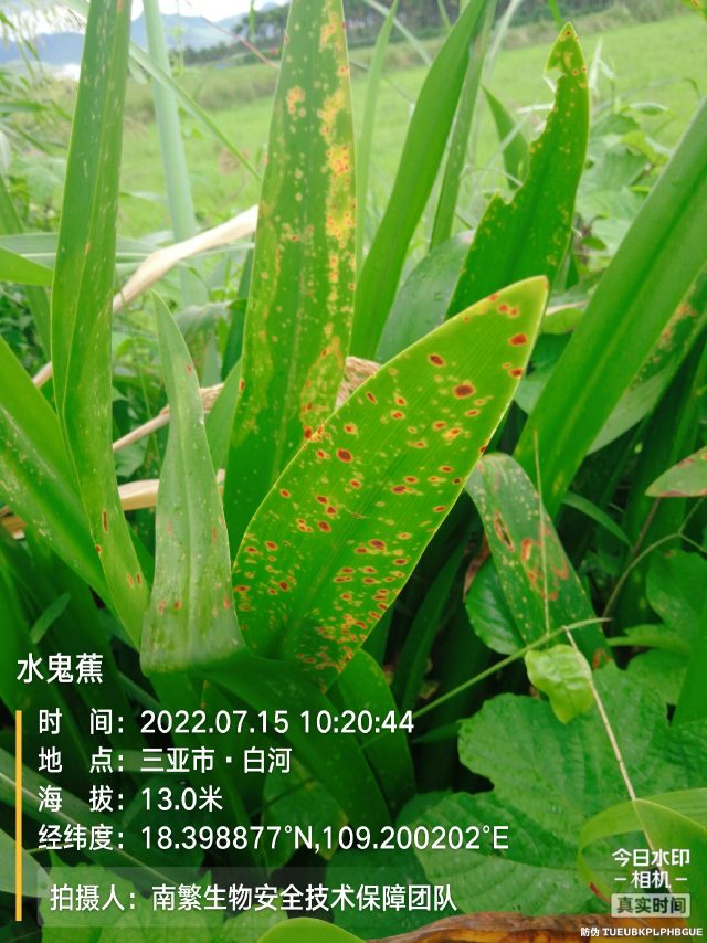 水鬼蕉