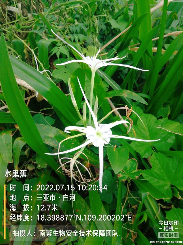 水鬼蕉
