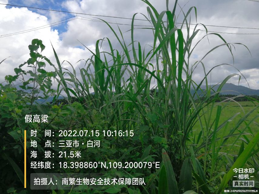假高粱