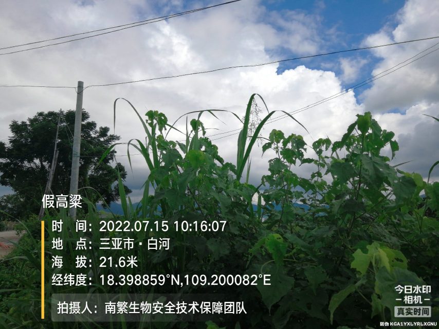 假高粱