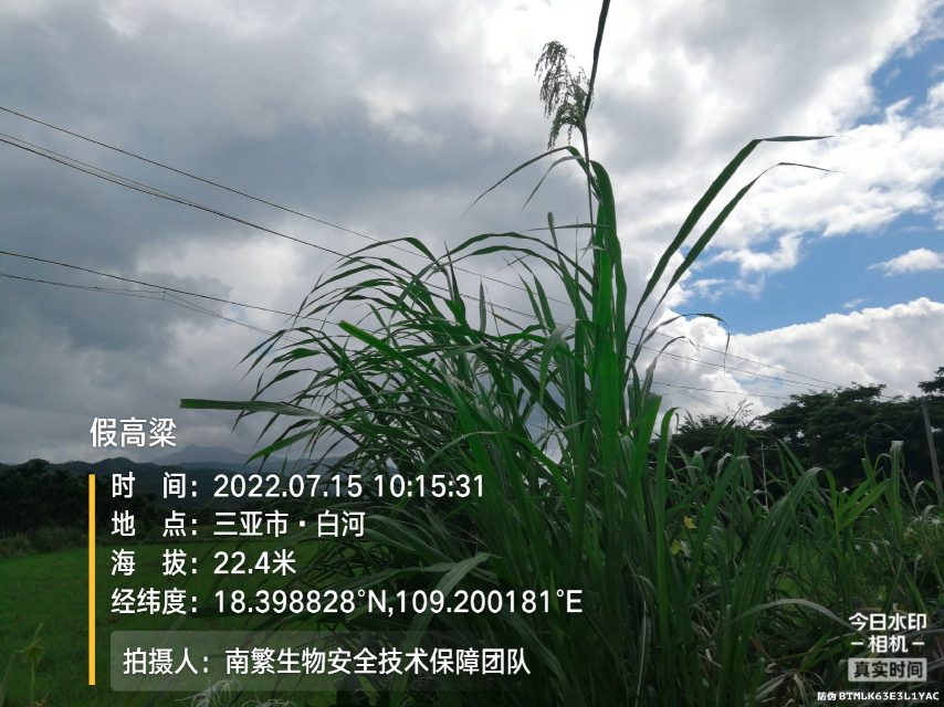 假高粱