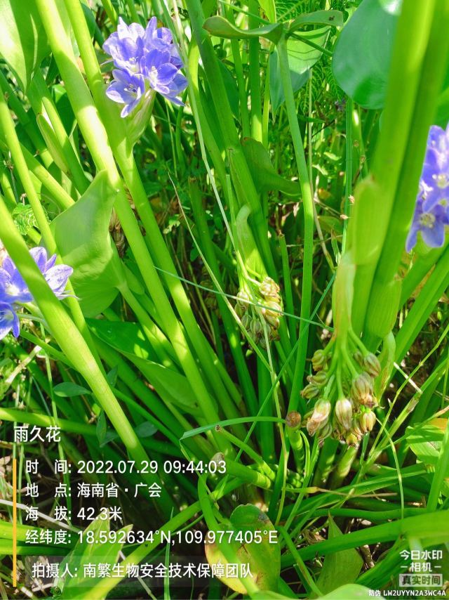 雨久花