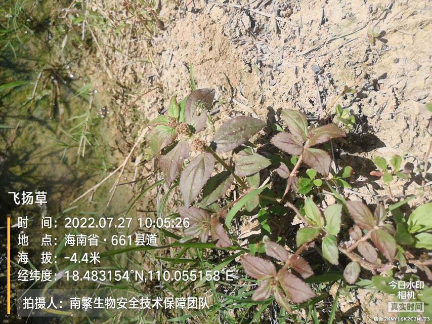 飞扬草
