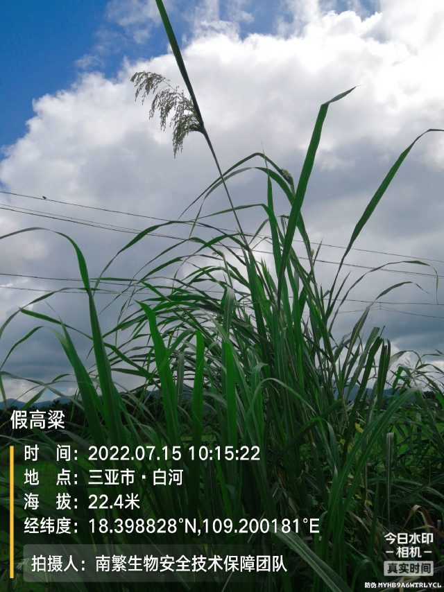 假高粱