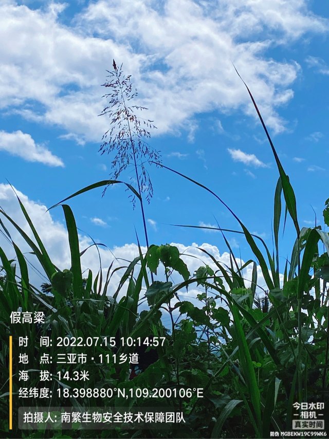 假高粱