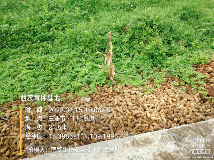 西农育种基地