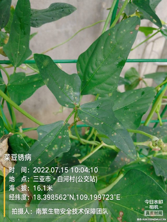 菜豆锈病