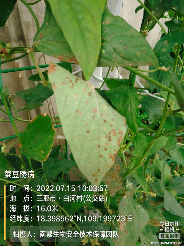 菜豆锈病