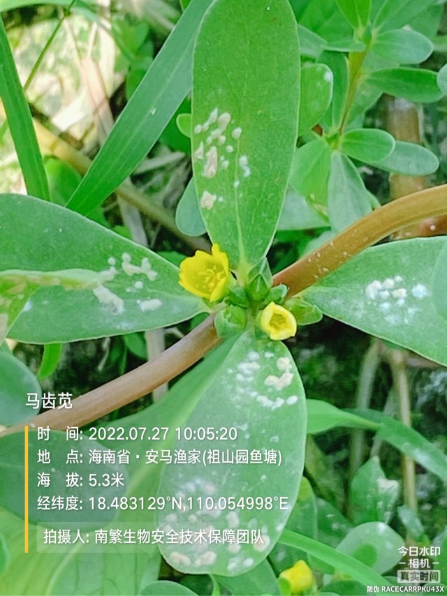 马齿苋