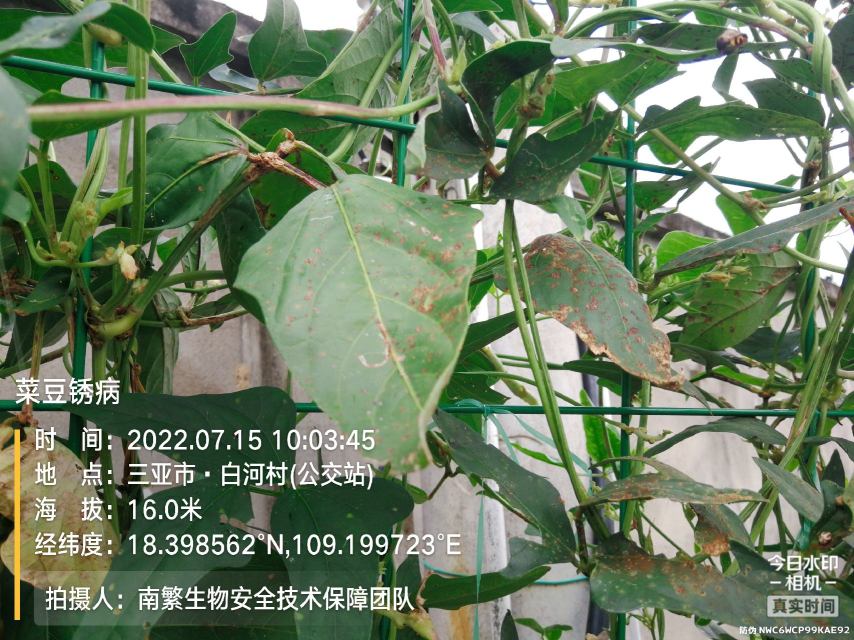 菜豆锈病