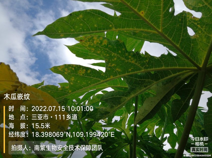 木瓜嵌纹