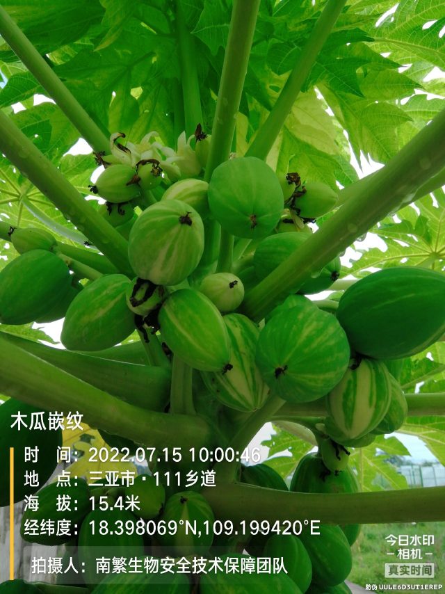 木瓜嵌纹