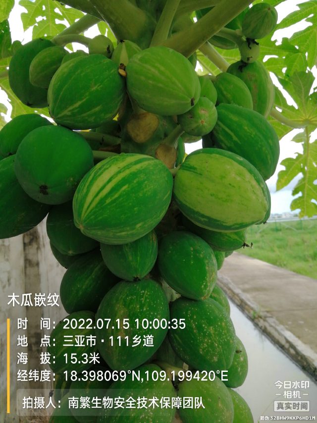 木瓜嵌纹