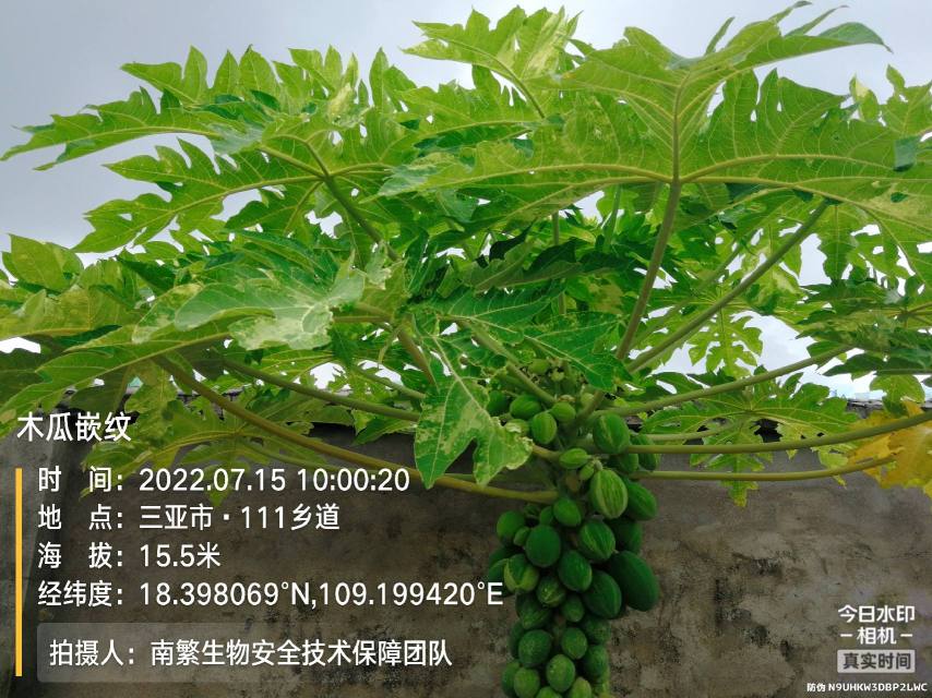 木瓜嵌纹