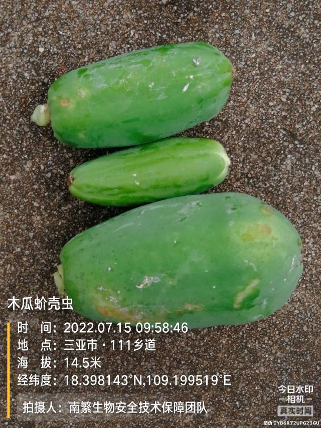 木瓜蚧壳虫