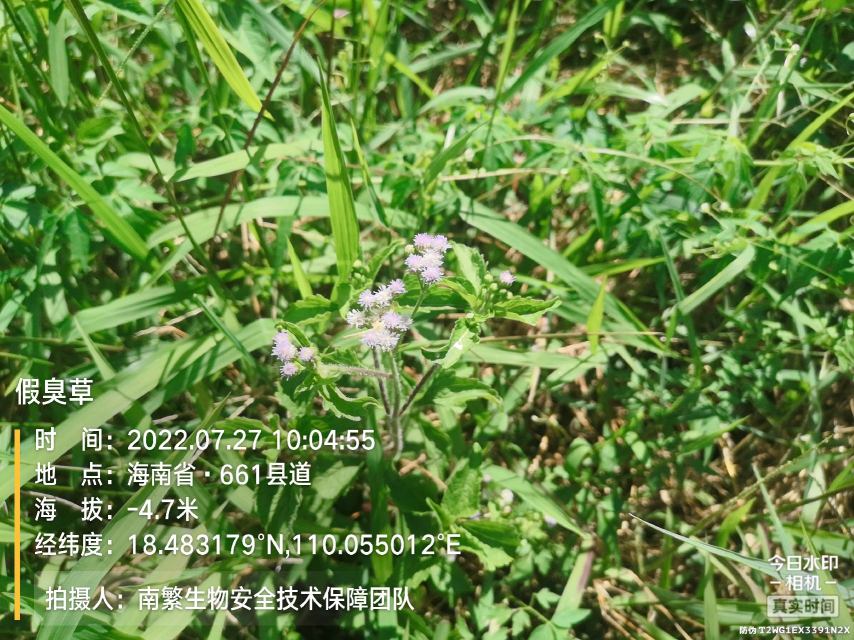 假臭草