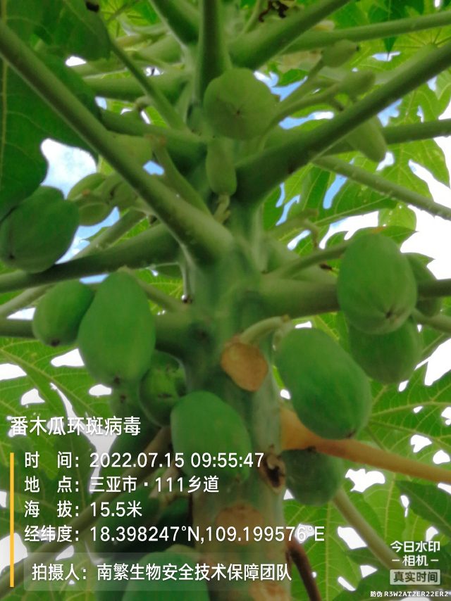 番木瓜环斑病毒