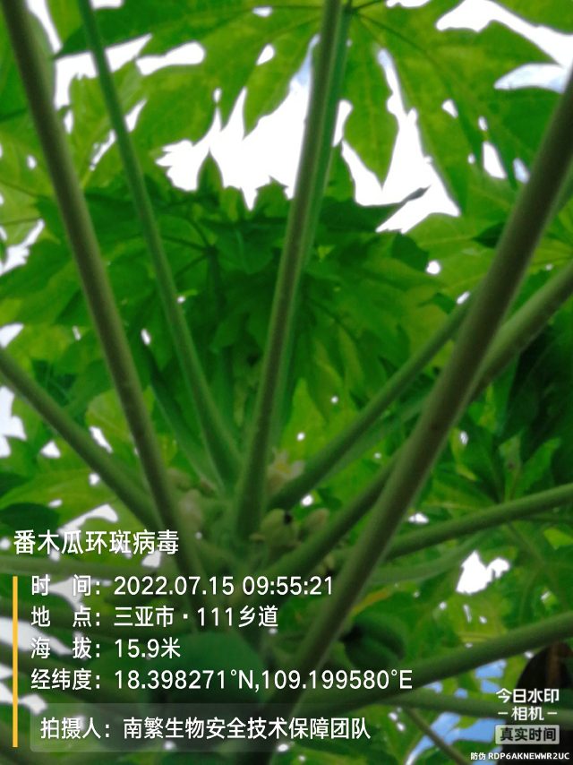 番木瓜环斑病毒