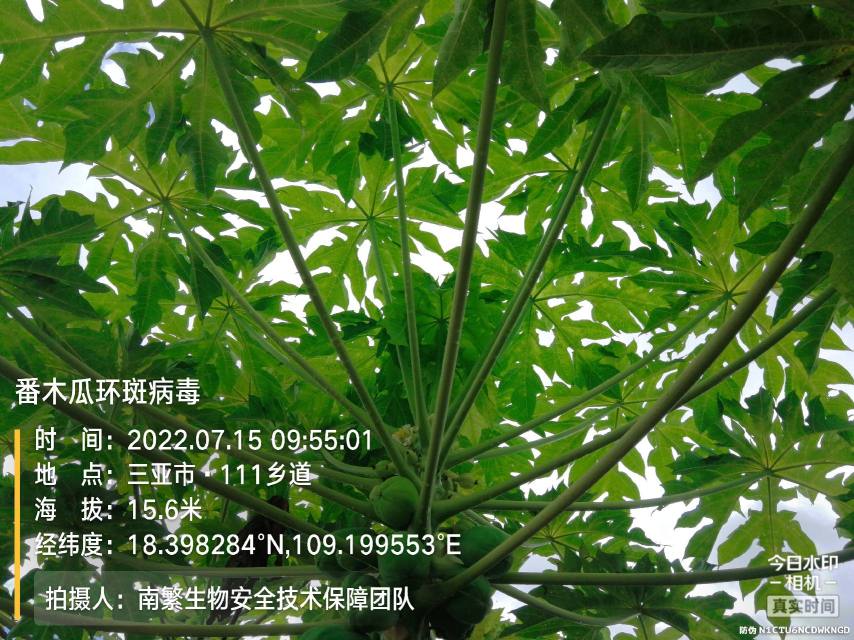 番木瓜环斑病毒