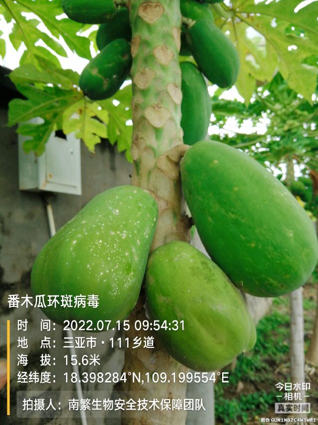 番木瓜环斑病毒
