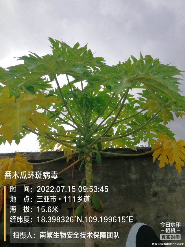 番木瓜环斑病毒