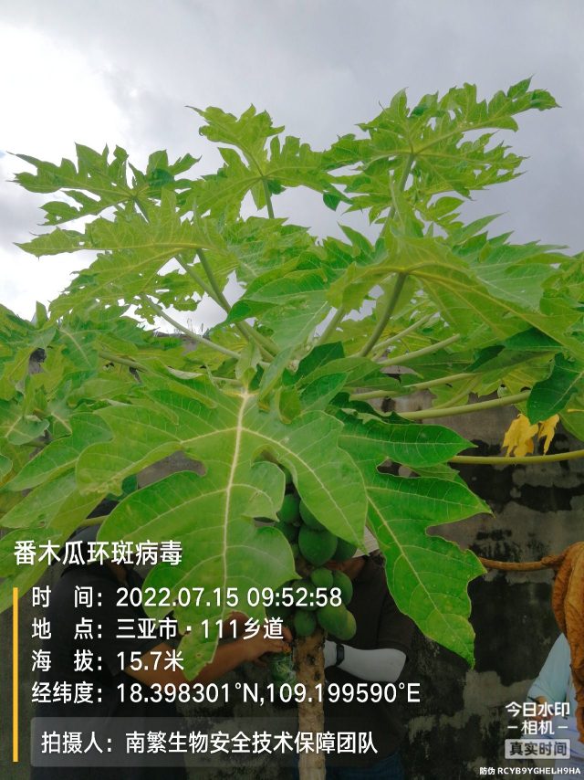 番木瓜环斑病毒