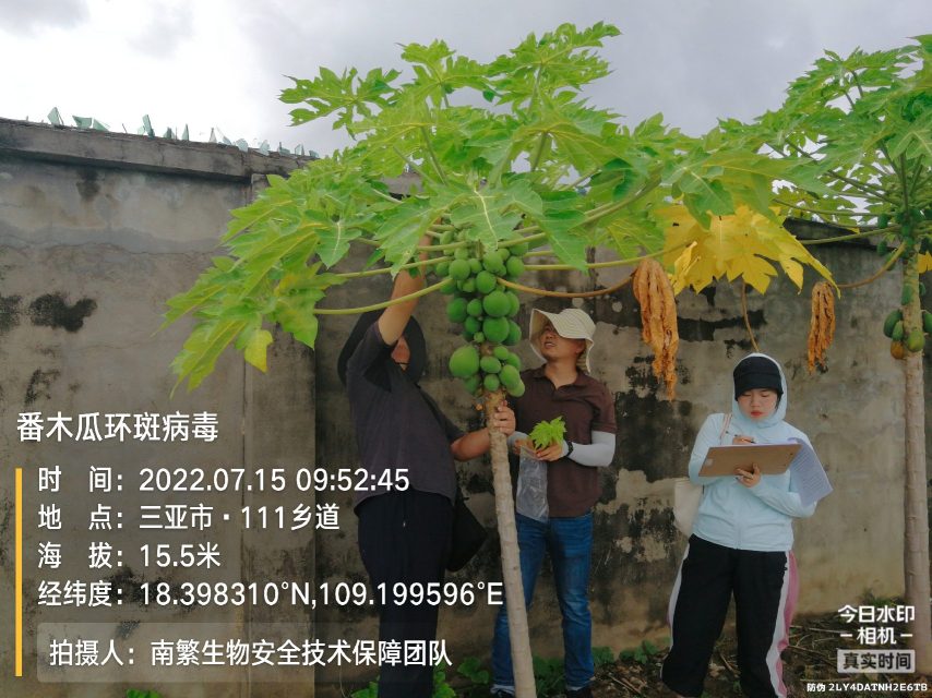 番木瓜环斑病毒