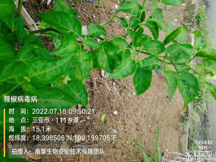 辣椒病毒病