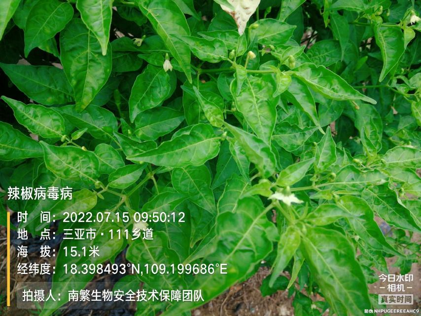 辣椒病毒病