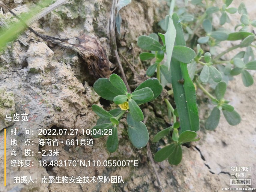马齿苋