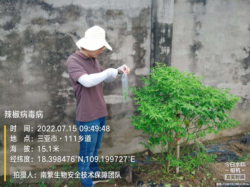 辣椒病毒病
