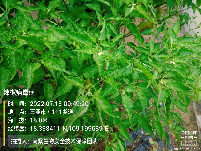 辣椒病毒病