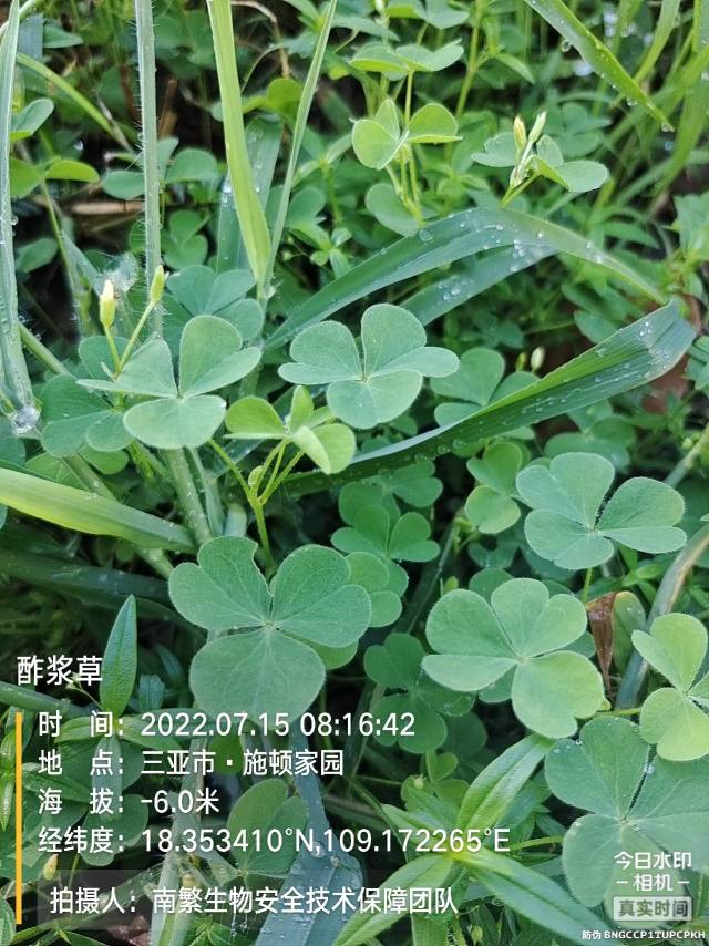 酢浆草