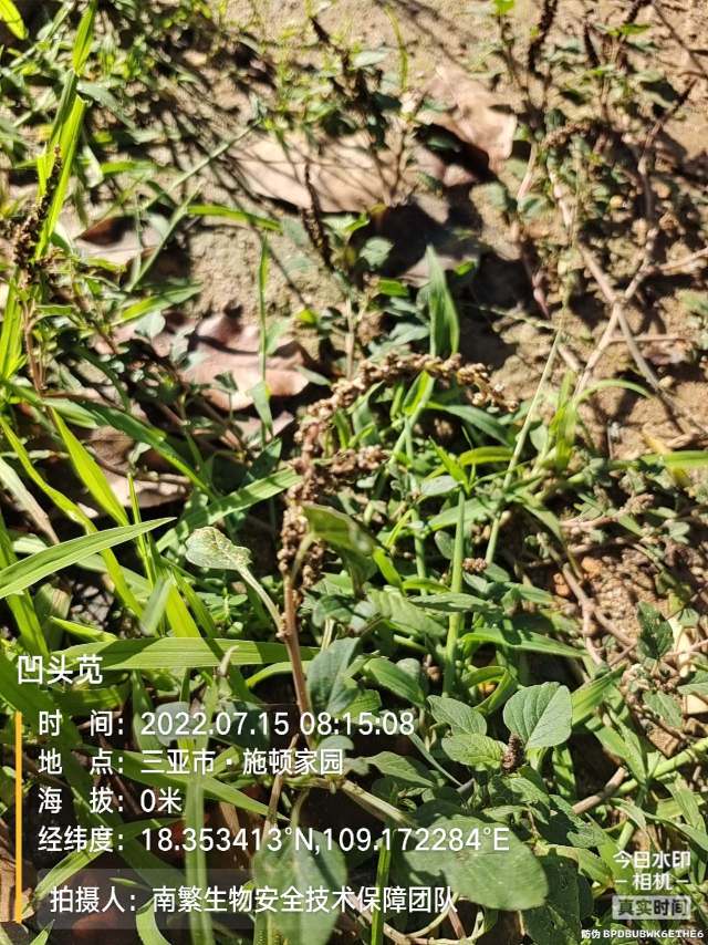 凹头苋